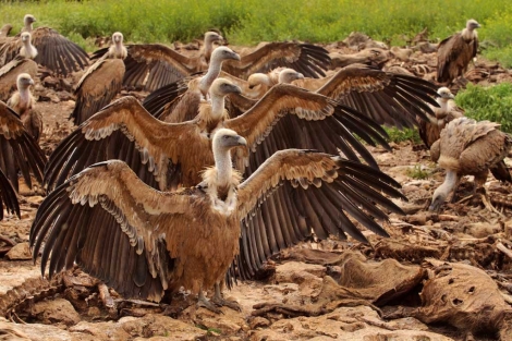 Los buitres son una de las especies ms amenazadas por el veneno. | WWF.