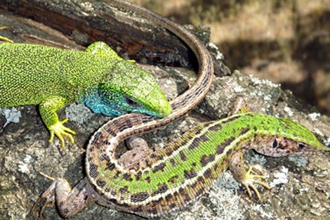 Un macho de lagarto verde corteja a una hembra. | Kati Bajer/Orsi Molnr.