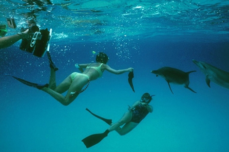 Investigadores de 'Wild Dolphin Project' nadan con delfines en Florida.| WDP.