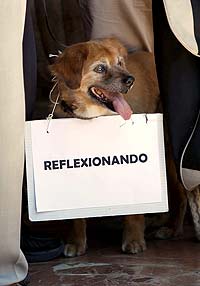 Un perro con el cartel de 'Reflexionando' | Efe