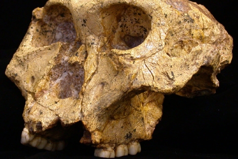 Fósil del cráneo de un 'Parantrophus' utilizado en el trabajo. |Nature