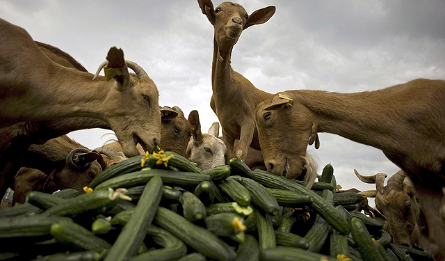 Cabras se comen los pepinos que han sido rechazados en Alemania. | Afp