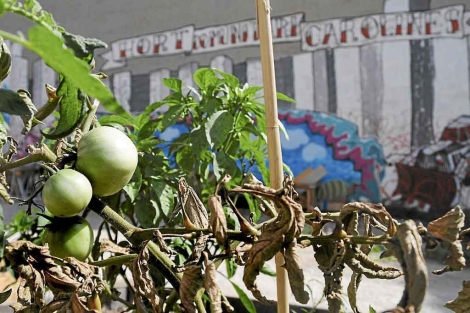 Tomates del huerto urbano comunitario del barrio alicantino de Carolinas. | Cristóbal Lucas