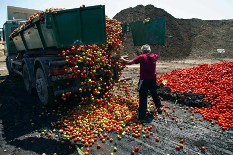 Un agricultor destruye su cosecha de tomates. | Reuters