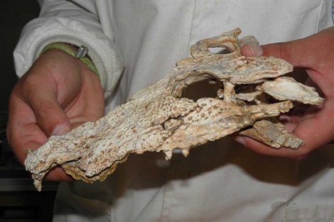 El crneo de 'Arenysuchus gascabadiolorum' fue hallado en Arn. | Universidad de Zaragoza.