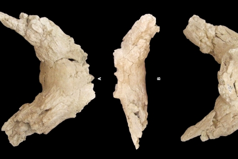 Fragmentos del cráneo del búfalo encontrado en Orce.|IPHES