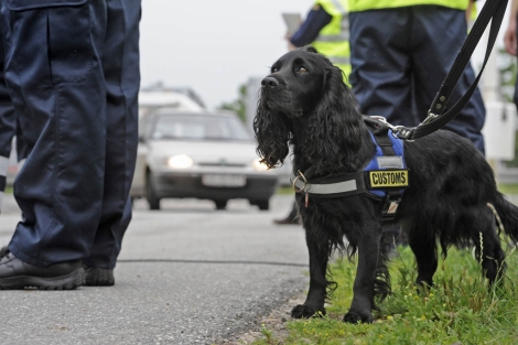 'Luna', un perro aduanero dans en el paso fronterizo con Alemania de Froslev. | Reuters