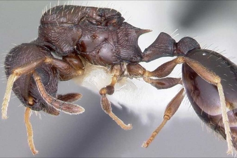 Imagen de un ejemplar de 'Temnothorax longispinosus'.| Antweb