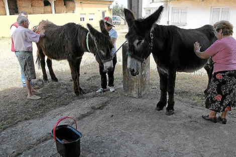 Enfermos de Alzheimer con los burros en Santa Croya de Tera. | J. F. Gamazo