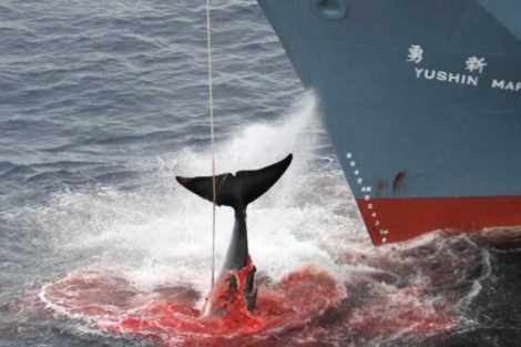 Foto de archivo de una ballena tras ser cazada por un barco japonés. | Greenpeace.