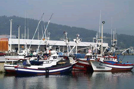 Barcos boniteros en la ra de Arousa. | Pesca de Galicia