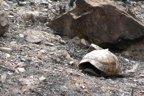 Un ejemplar de tortuga mora tras el incendio de la Sierra de la Carrasquilla.| Andrs Gimnez