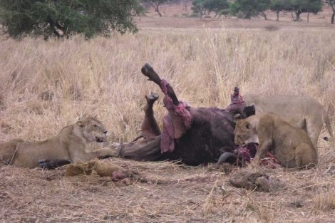 Top 52+ imagen leones matando gente