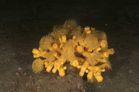 Un rbol de coral amarillo ('Dendrophyllia cornigera') hallado en el fondo del Mar.| Oceana