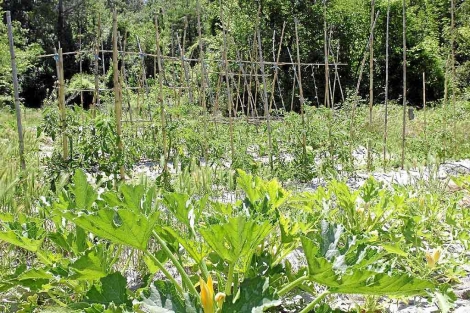 Una zona de cultivos en la que se practica la agricultura ecolgica | Marta Pich