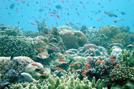 Arrecife de coral en un rea marina protegida de Papa Nueva Guinea en Indonesia.| Science