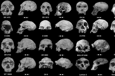 Cráneos que se han utilizado en el estudio.| Universidad de Granada