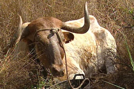Uno de los toros usados como reclamo para capturar la vaquilla. | RTVV