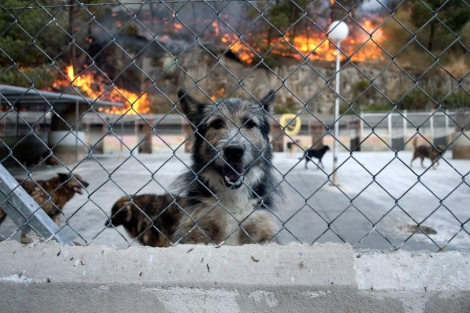 El fuego se acerc a las afueras de Ourense. En la imagen, la perrera. | Efe