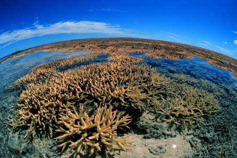 Vista de la Gran Barrera de Arrecifes de Coral de Australia.| Reuter