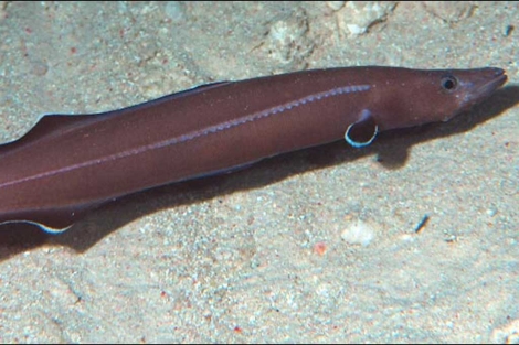 Imagen de la nguila primitiva descubierta en aguas de la Repblica de Palau.| Jiro Sakaue