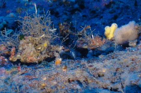 Esponja carnvora entre cnidarios y otras esponjas en las Islas Baleares.| Oceana