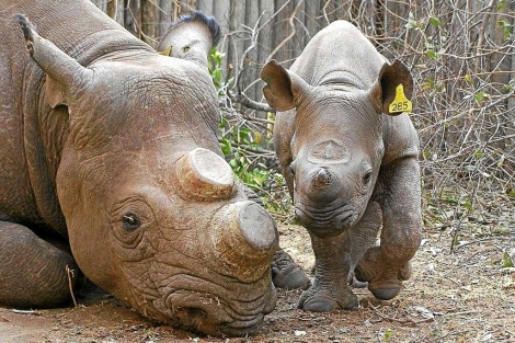 Un ejemplar de rinoceronte con el cuerno amputado junto a su cra.|WWF
