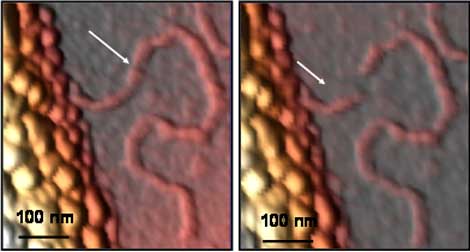 Una molcula de ADN seccionada con un Microscopio de Fuerzas. | J. G. Herrero