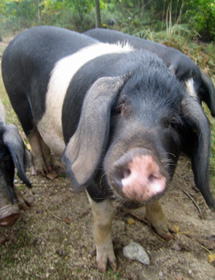 Perrita, una hembra de porco celta. | Asoporcel
