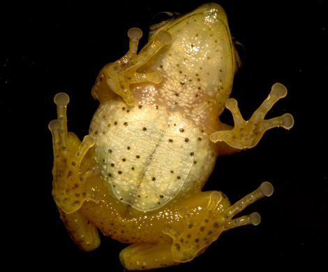 Un ejemplar de rana del grupo de anfibios neotropicales Terrarana. | Santiago Castroviejo-Fisher