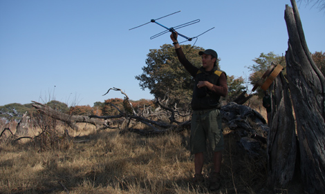 El bilogo Brent Stapelkamp intenta localizar los leones marcados con emisores en el parque Hwange de Zimbabue.