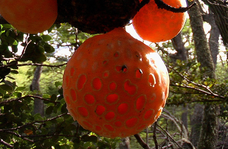 Un ejemplar de hongo de Darwin ('Cyttaria darwinii'), que crece en la Patagonia. | EOL