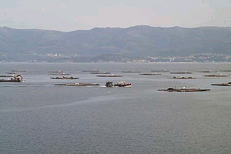 Polgono de bateas en la ra de Muros y Noia. | Pesca de Galicia