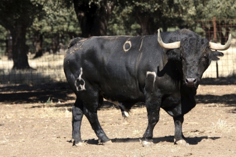 El toro 'Afligido', del hiero de Mara Carmen Camacho. | Efe