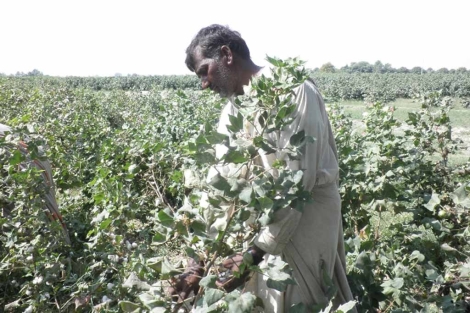 Algodonero pakistan trabajando en los campos.| Better Cotton Initiative