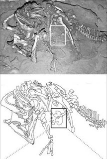 El rectngulo seala la huella. | Cretaceous Research.