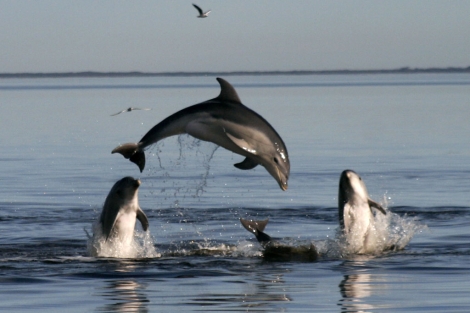 Un ejemplar de la nueva especie de delfn. | AFP