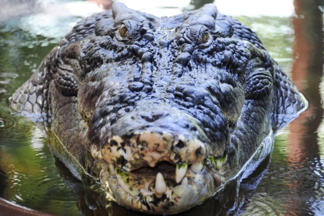 Cassius', el cocodrilo más grande del mundo | Natura 