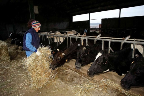 Las vacas comen pienso ecolgico en una explotacin vallisoletana. | P. Requejo