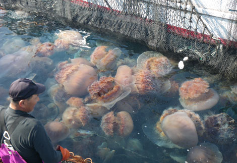 Medusas de la especie gigante 'Nemopilema nomurai' que habita en el Mar de Japn. | Fundacin BBVA