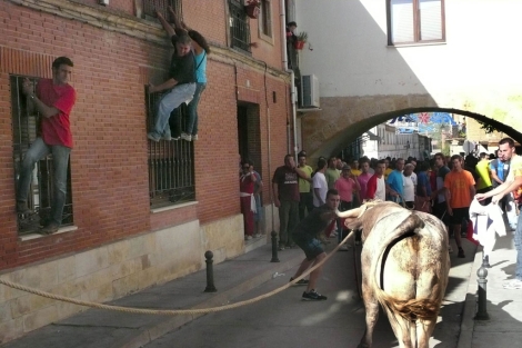 Los mozos de Astudillo volvieron a correr el toro enmaromado pese a las sanciones. | M. Brgimo
