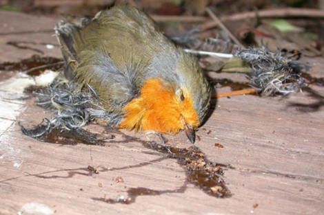 Un pjaro, muerto al quedarse pegado. |SEO/Birdlife