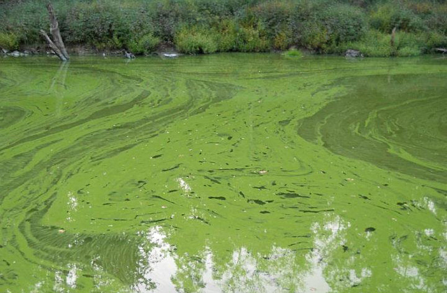 Aspecto de las aguas del Río Umia en la zona del embalse, a consecuencia del alga tóxica. | Encoro