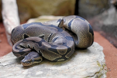 Una serpiente pitn en una tienda de animales en Madrid. (EM)