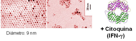 Nanopartculas de xido de hierro y frmaco antitumoral. | P. Morales