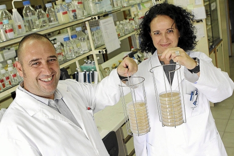 Rafel Bosch y Balbina Nogales del grupo de Microbiología de la UIB | Jordi Avellà