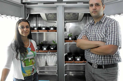 Berta Gil y Alberto Sanz junto a una cmara de cultivo en el laboratorio del centro tecnolgico Itagra, ubicado en Palencia . | Manuel Brgimo