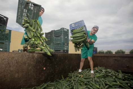 Trabajadores de una cooperativa arrojan pepinos a un contenedor el pasado junio. | Efe