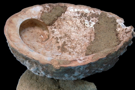 Una de la conchas con restos de ocre, halladas en Blombos.|'Science'