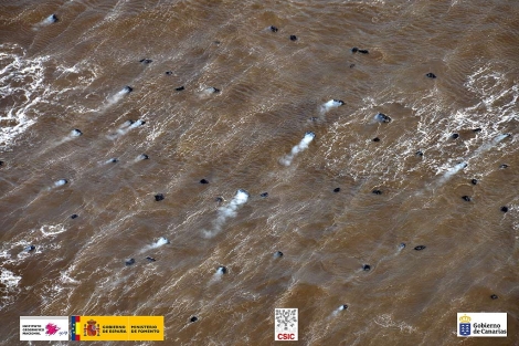 Imagen de los picoclastos en el mar.